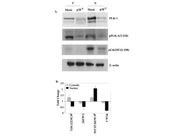 Western Blot using Plk1 pT210